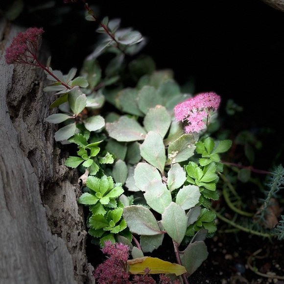 Meet your Posher, Reynaldo - Picture 1 of 1